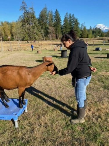 A brown goat standing on top of a short plastic platform. A woman is giving the goat snacks.
