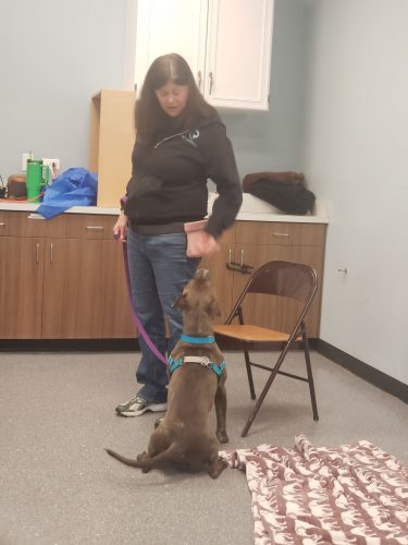 MaryKaye working with a shelter dog in Naperville. Teaching grey pitbull-type dog a calm behavior.