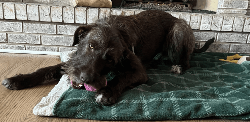 A scruffy brown dog chewing on a toy on top of a comfy blanket