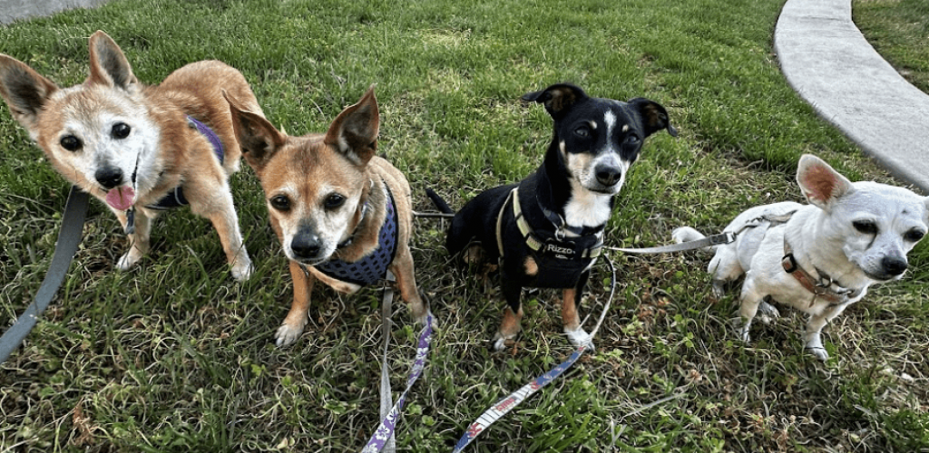 Four small dogs looking up at the camera. Valerie's four dogs — Wylie, Kūlolo, Rizzo, and Mona — who each present their own caregiving challenges as examples of pet caregiver burden