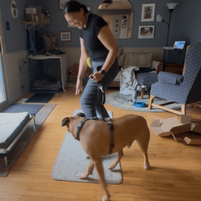 A brown dog turning toward his person who is smiling down at him. Working on a flight cue for reactive dogs.
