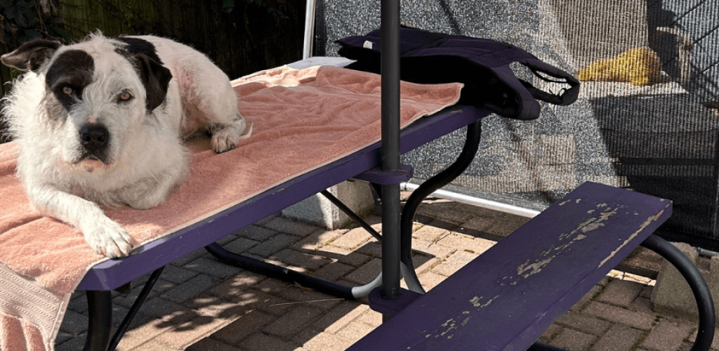 A scruffy white and dark grey dog lying on a towel on top of a picnic table in a small back yard. Reactive dog relaxing in sensory garden.