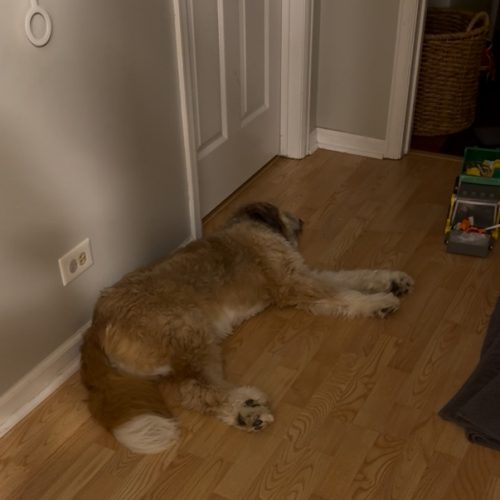 A fluffy brown dog lying on the bare floor of a hallway.