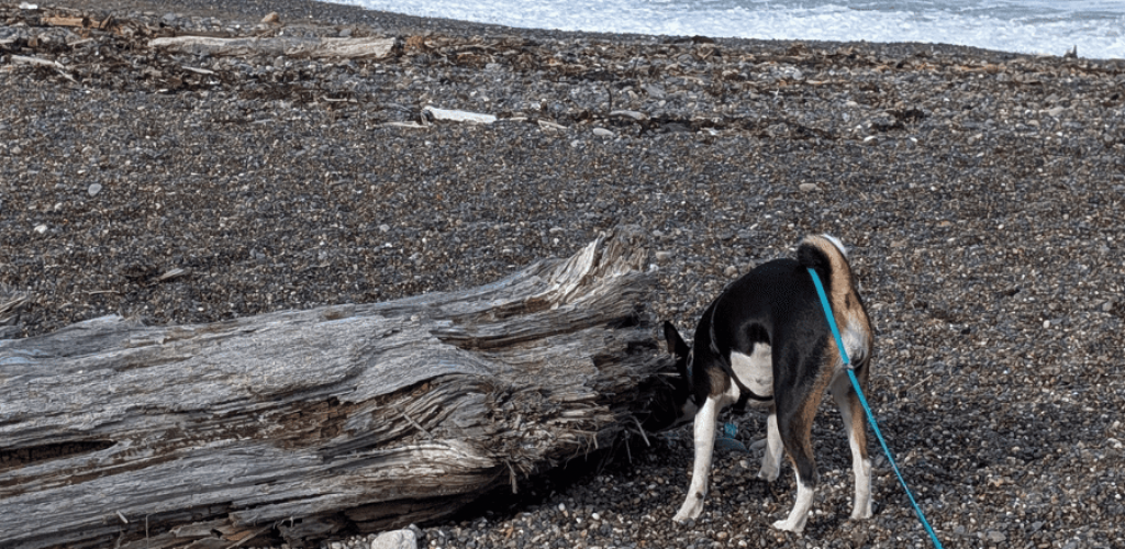Security and agency at work. Miley, a tri color (black, white, red) basenji puppy in a harness with a long line, sniffing a large log on a rocky beach.