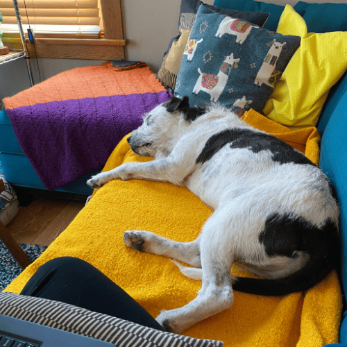 A scruffy white and dark grey dog sleeping very comfortably on a colorful couch. Petey will growl (and more) when moved.