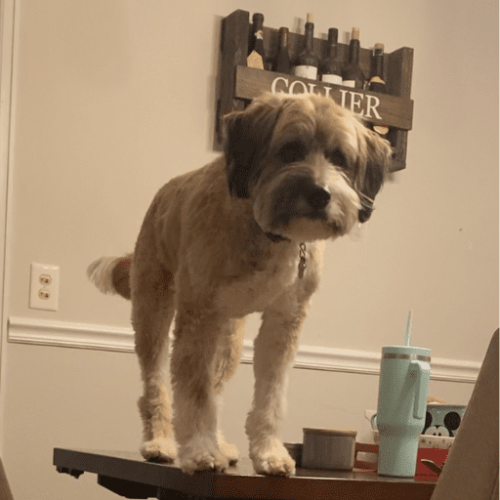 A fluffy brown and white dog standing on a kitchen table.