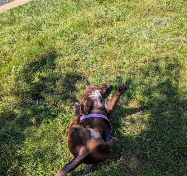 A small brown dog rolling in the grass.