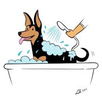 A brown dog in a bathtub getting his suds rinsed.