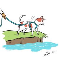 A scruffy white and orange dog being held by a leash as she looks over the edge of a steep bank into water.