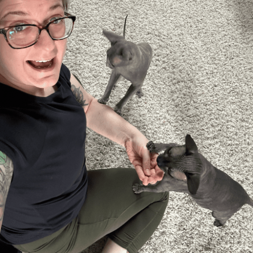 A person sitting on the floor with two sphynx cats. One of them is taking a treat from their hand.